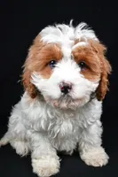 processed/cfc10f68-315f-46a7-8513-a597ad1b79c4/listing/f63e3ee8-b7cf-46f7-8d1f-5d8c9ea877f4/8339d0be-4184-4952-a7f9-3e6461ffd71c