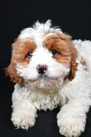 processed/cfc10f68-315f-46a7-8513-a597ad1b79c4/listing/f63e3ee8-b7cf-46f7-8d1f-5d8c9ea877f4/a568474b-4eb0-474e-bcd4-38d673559e56