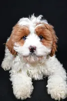 processed/cfc10f68-315f-46a7-8513-a597ad1b79c4/listing/f63e3ee8-b7cf-46f7-8d1f-5d8c9ea877f4/c0b1b4aa-1300-42f2-bbbf-a4d3db3b3c25