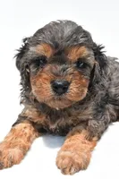 Amber, a female Cavapoo for sale in Baltic, OH – 6 of 7