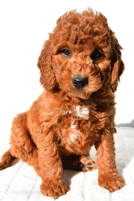 Pumpkin  – Miniature Goldendoodle puppy for sale in Baltic, OH