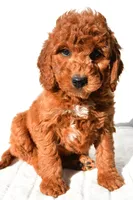 Pumpkin , a male Miniature Goldendoodle for sale in Baltic, OH – 1 of 9
