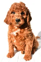 Pumpkin , a male Miniature Goldendoodle for sale in Baltic, OH – 8 of 9