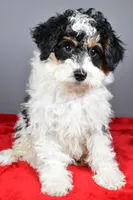 Ginger, a female Miniature Bernedoodle for sale in Baltic, OH – 6 of 9