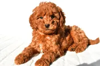 Cinnamon , a male Miniature Goldendoodle for sale in Baltic, OH – 2 of 8