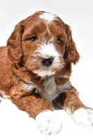 Ace, a male Miniature Goldendoodle for sale in Baltic, OH – 2 of 8