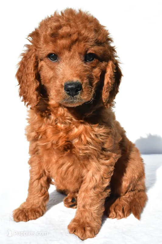 Aspen – Miniature Goldendoodle puppy for sale in Baltic, OH
