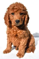 Aspen, a male Miniature Goldendoodle for sale in Baltic, OH – 1 of 6