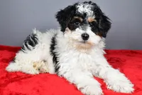 Ginger, a female Miniature Bernedoodle for sale in Baltic, OH – 8 of 9