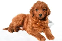 Tucker, a male Miniature Goldendoodle for sale in Baltic, OH – 3 of 6