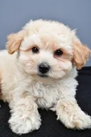 Biscuit , a male Maltipoo for sale in Baltic, OH – 2 of 6