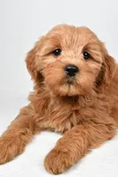 Chloe, a female Miniature Goldendoodle for sale in Baltic, OH – 4 of 6