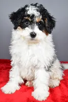 Ginger, a female Miniature Bernedoodle for sale in Baltic, OH – 9 of 9