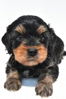 Bacter, a male Cavapoo for sale in Baltic, OH – 7 of 9