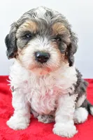 Harper, a male Cavapoo for sale in Baltic, OH – 2 of 8
