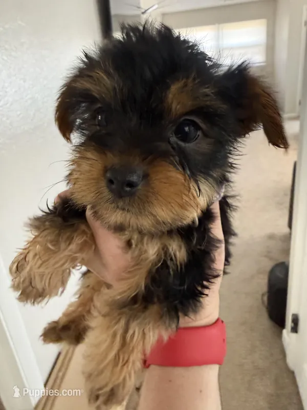Violet – Yorkshire Terrier puppy for sale in Pueblo, CO