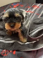 Violet, a female Yorkshire Terrier for sale in Pueblo, CO – Photo 2 of 3