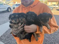 Violet, a female Yorkshire Terrier for sale in Pueblo, CO – Photo 3 of 3