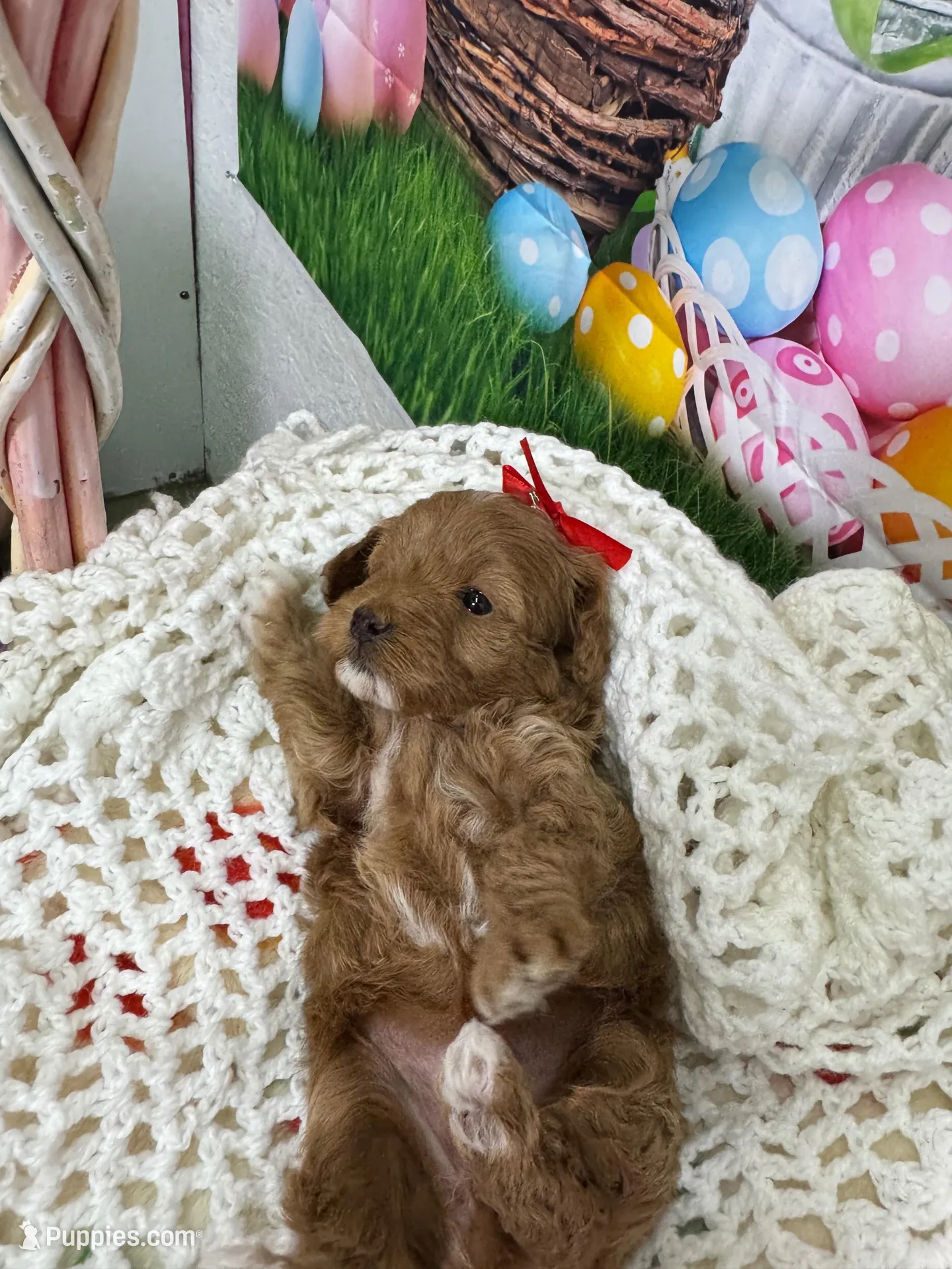 Autumn, a female Cavapoo for sale in Rockvale, CO – Photo 3 of 3