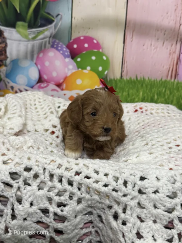 Autumn – Cavapoo puppy for sale in Rockvale, CO