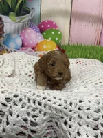Autumn, a female Cavapoo for sale in Rockvale, CO – Photo 1 of 3