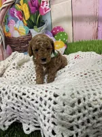 Oliver , a male Cavapoo for sale in Rockvale, CO – Photo 3 of 3