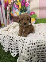 Oliver , a male Cavapoo for sale in Rockvale, CO – Photo 1 of 3