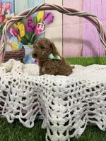Oliver , a male Cavapoo for sale in Rockvale, CO – Photo 2 of 3