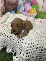 Maverick , a male Cavapoo for sale in Rockvale, CO – Photo 2 of 3