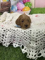 Maverick , a male Cavapoo for sale in Rockvale, CO – Photo 3 of 3