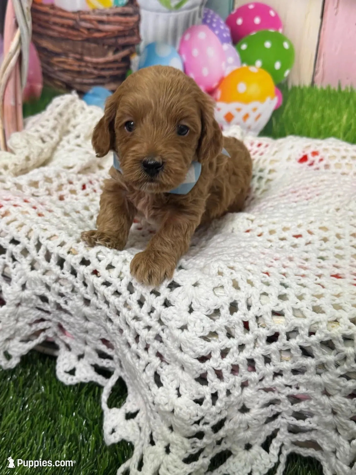 Maverick  – Cavapoo puppy for sale in Rockvale, CO