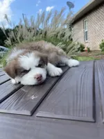 Male #1, a female Siberian Husky for sale in Forest, MS – 3 of 4
