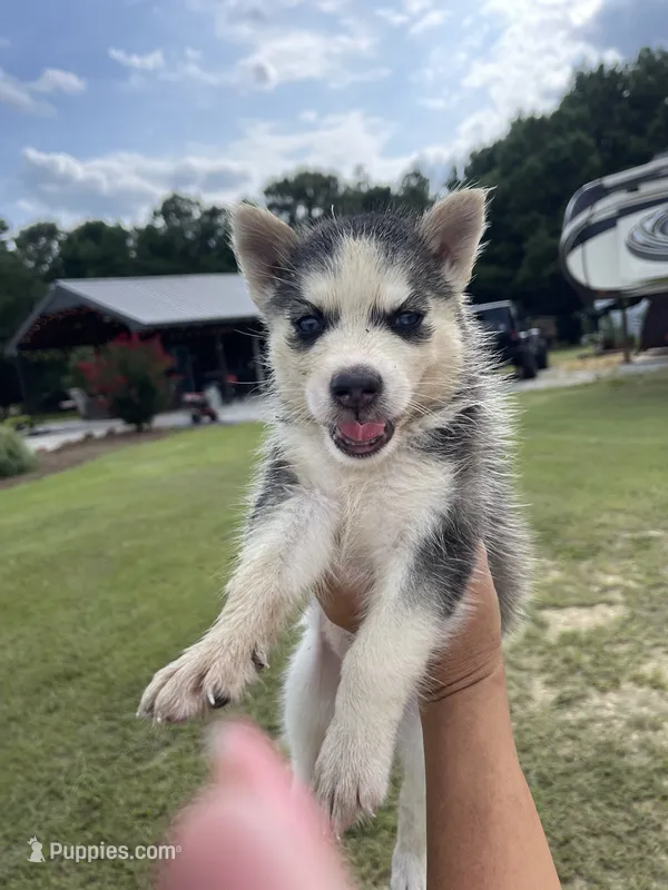 Female – Siberian Husky puppy for sale in Forest, MS