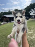 Female, a female Siberian Husky for sale in Forest, MS – 1 of 4
