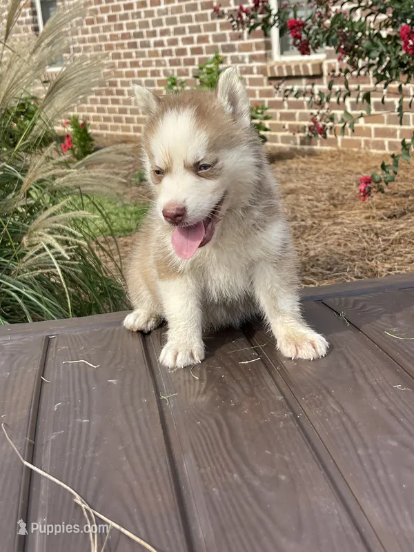 Male #2 – Siberian Husky puppy for sale in Forest, MS