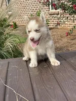 Male #2, a female Siberian Husky for sale in Forest, MS – 1 of 3