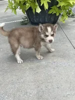 Male #3, a female Siberian Husky for sale in Forest, MS – 3 of 3