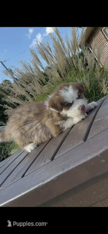 Male #1 – Siberian Husky puppy for sale in Forest, MS