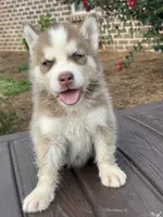 Male #3, a female Siberian Husky for sale in Forest, MS – 1 of 3