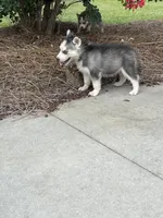 Female, a female Siberian Husky for sale in Forest, MS – 4 of 4