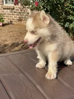 Male #2, a female Siberian Husky for sale in Forest, MS – 2 of 3
