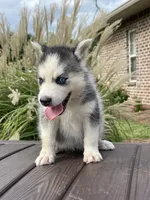 Female, a female Siberian Husky for sale in Forest, MS – 2 of 4