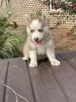 Male #2, a female Siberian Husky for sale in Forest, MS – 3 of 3