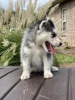 Female, a female Siberian Husky for sale in Forest, MS – 3 of 4