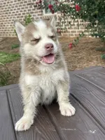 Male #3, a female Siberian Husky for sale in Forest, MS – 2 of 3