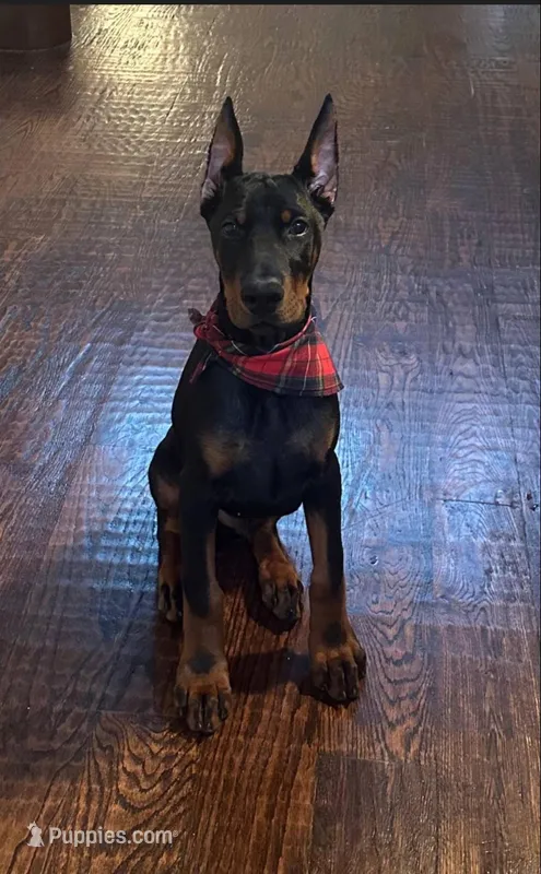 Boas – Doberman Pinscher puppy for sale in Orlando, FL