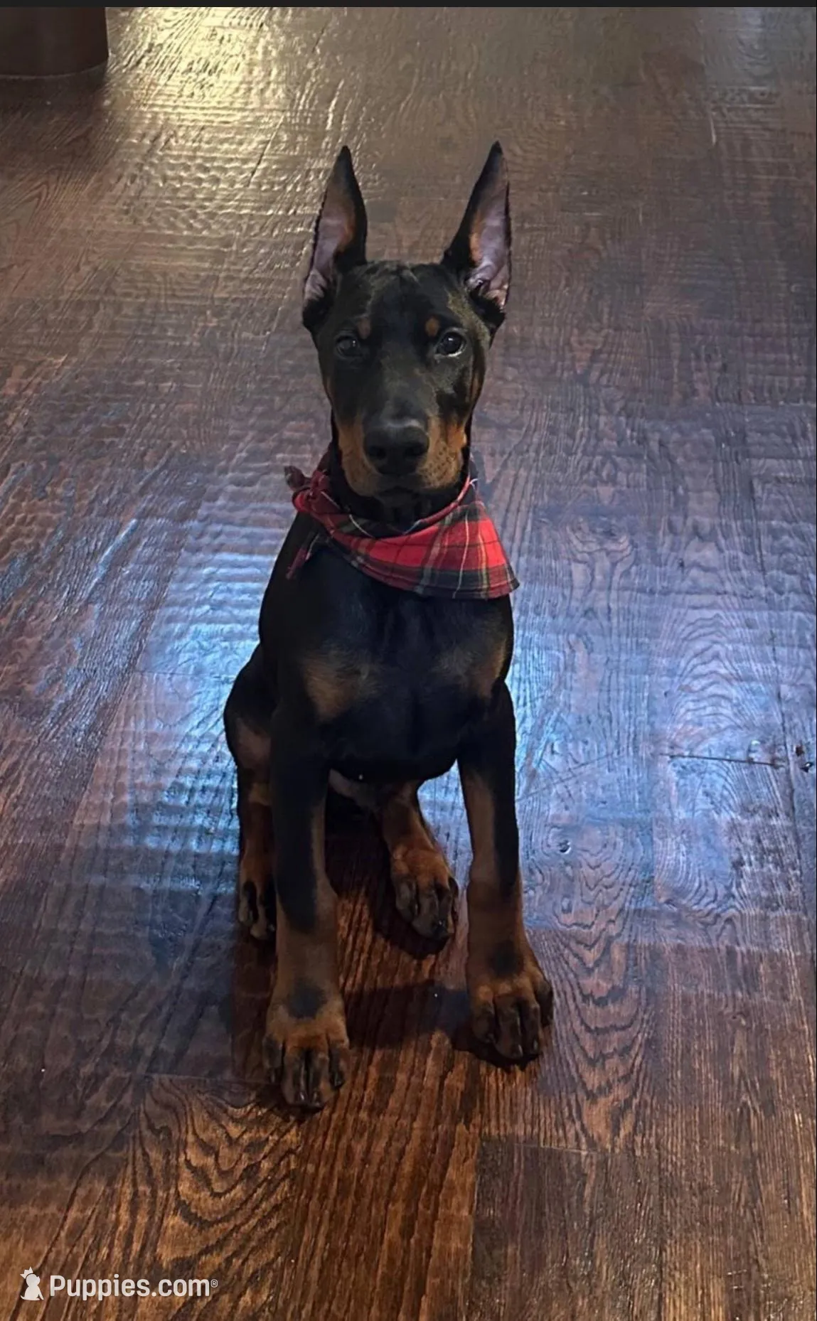 Boas, a male Doberman Pinscher for sale in Orlando, FL – 1 of 2