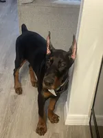 Boas, a male Doberman Pinscher for sale in Orlando, FL – 2 of 2