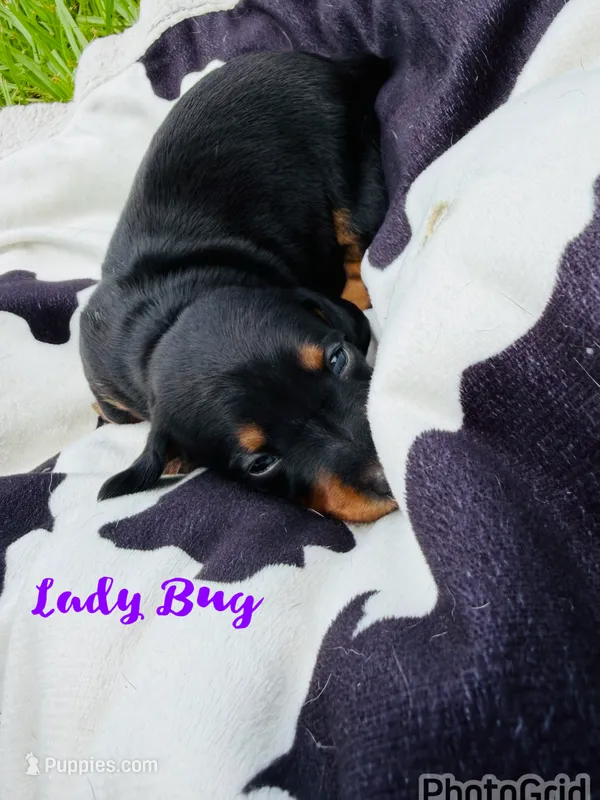 Lady Bug – Miniature Dachshund puppy for sale in Sebring, FL