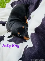 Lady Bug, a female Miniature Dachshund for sale in Sebring, FL – 1 of 1